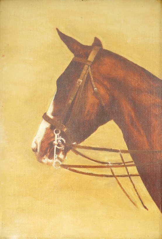 Early 20th century, English School, Study of a chestnut hunter, unsigned, oil on canvas, 28 x 20cm
